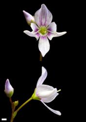 Veronica lyallii. A flower with nectar guides and narrow corolla lobes. Scale = 1 mm.
 Image: P.J. Garnock-Jones © P.J. Garnock-Jones CC-BY-NC 3.0 NZ